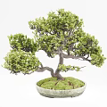 Lush Green Bonsai Plant with Curved Trunk and Mossy Base in White Pot
