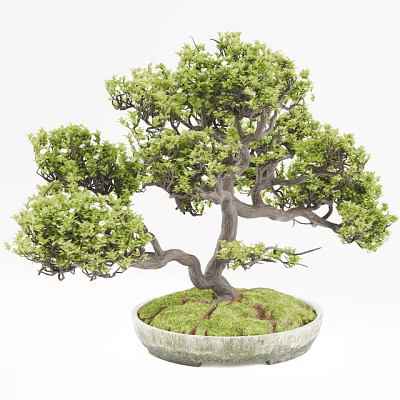 Lush Green Bonsai Plant with Curved Trunk and Mossy Base in White Pot 3d model