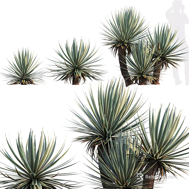 Agave Plants With Long Green Leaves In Various Sizes And Growth Stages 3d model 