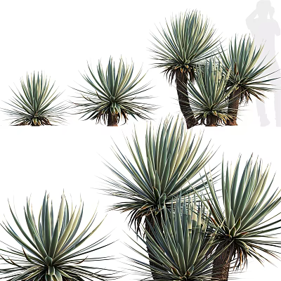 Agave Plants With Long Green Leaves In Various Sizes And Growth Stages 3d model