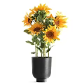 Potted Sunflower Plants with Yellow Blooms and Green Leaves in Black and Brown Pots
