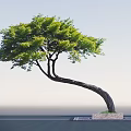 Arbor With Curved Trunk And Lush Green Leaves On Stone Base Platform