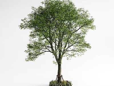 Tall Arbor Tree With Lush Green Leaves Thick Trunk And Surrounding Base Plants 3d model