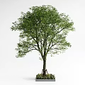Tall Arbor Tree With Lush Green Leaves Thick Trunk And Surrounding Base Plants