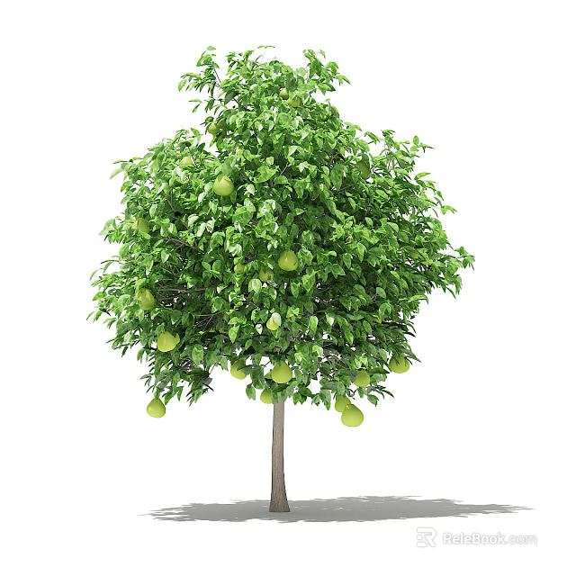 Lush Green Arbor Tree With Abundant Green Fruits And Dense Foliage 3d model 