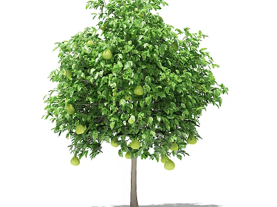 Lush Green Arbor Tree With Abundant Green Fruits And Dense Foliage 3d model