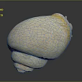 Sea Snail With Light Yellow Striped Shell And Spiral Base On Dark Background