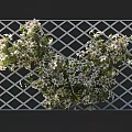 Lush Vines Climbing on White Lattice Trellis with White Flowers