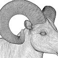 Realistic Gray Ram 3D Model With Large Curved Horns In Standing Pose 3d model