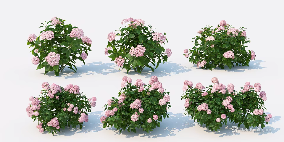 Multiple Pink Hydrangea Bushes With Lush Green Leaves And Vibrant Blooms 3d model 