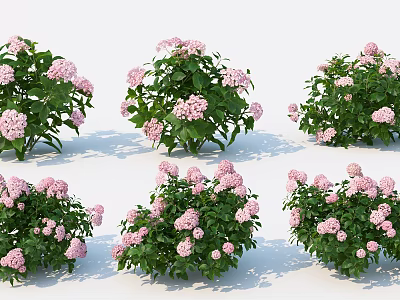 Multiple Pink Hydrangea Bushes With Lush Green Leaves And Vibrant Blooms 3d model