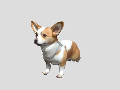 Cute Brown and White Corgi Dog Standing in 3D Rendered 3d model