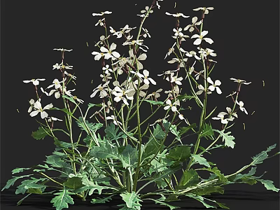White Flowers With Green Leaves And Stems In Natural Plant 3d model