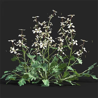 White Flowers With Green Leaves And Stems In Natural Plant 3d model