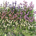 Colorful Flowers and Plants With Vibrant Blooms Green Foliage in Garden