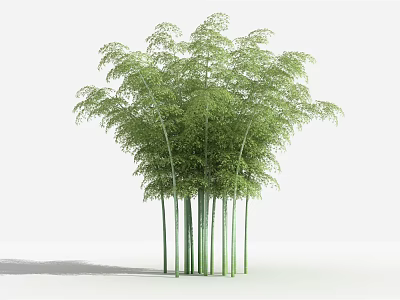 Bamboo Green Stems And Lush Leaves Clustered In Natural Growth Against White Background 3d model