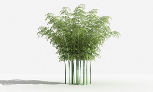 Modern bamboo Phyllostachys pubescens shrub plant grass landscape planting 3d model