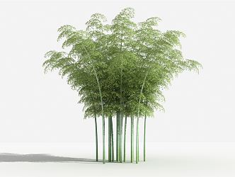 Modern bamboo Phyllostachys pubescens shrub plant grass landscape planting 3d model