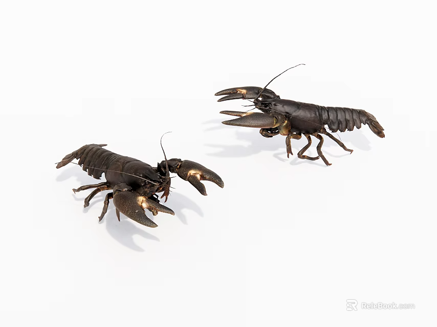 Two Black Crayfish Displayed On White Background With Extended Claws 3d model 