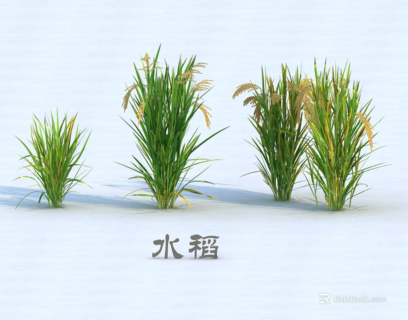 Healthy Green Rice Plants With Different Growth States On White Background 3d model 