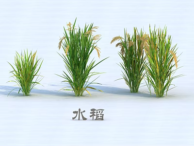 Healthy Green Rice Plants With Different Growth States On White Background 3d model