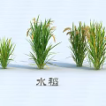 Healthy Green Rice Plants With Different Growth States On White Background