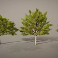Cartoon Scenery Featuring Three Green Trees Brown Trunks And Shadows On Gray Background 3d model