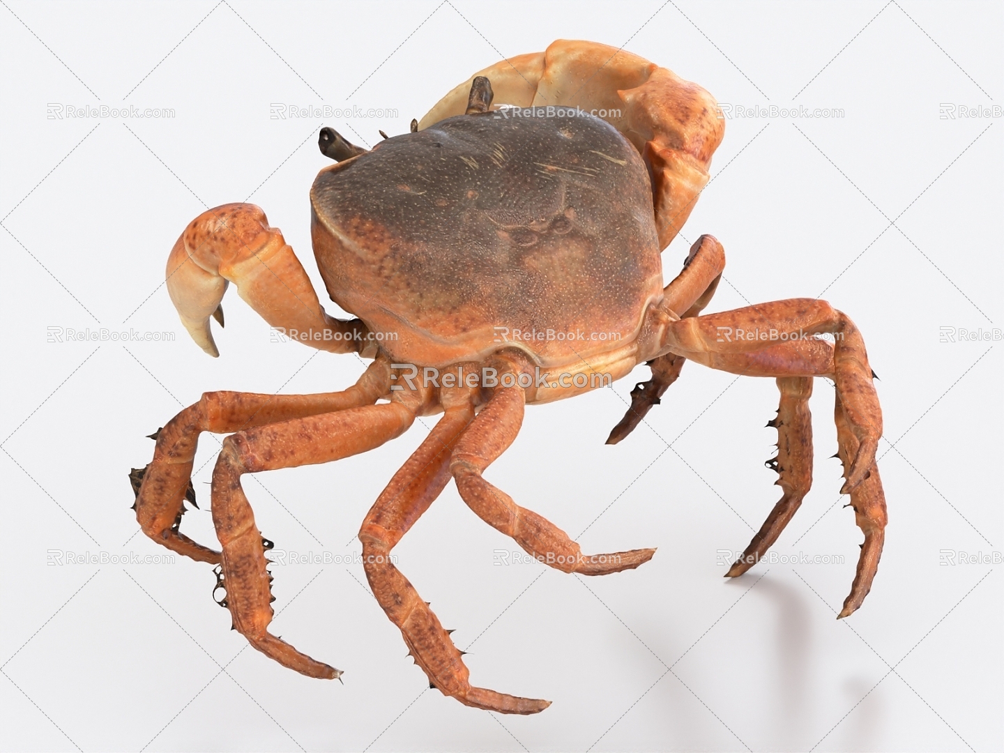 Crab Hairy Crab 3d model