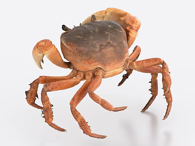 Detailed Brown Crab As Aquatic Animal With Prominent Claws And Legs 3d model