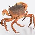 Crab Hairy Crab 3d model