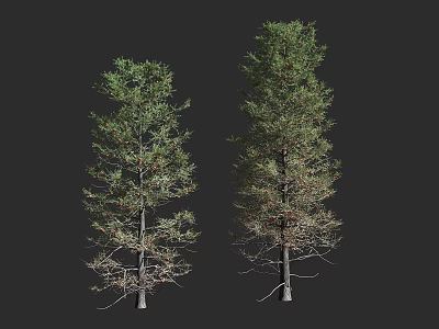 Two Arbor Trees With Lush Green Foliage And Withered Branches On Black Background 3d model