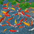 Serene Garden Water Feature With Lush Lotus Leaves And Colorful Koi Fish