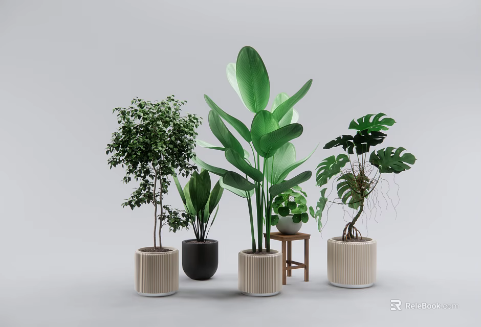Various Potted Bonsai Plants with Different Style Pots for Indoor Green Decor 3d model 