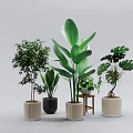 Various Potted Bonsai Plants with Different Style Pots for Indoor Green Decor