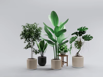 Various Potted Bonsai Plants with Different Style Pots for Indoor Green Decor 3d model