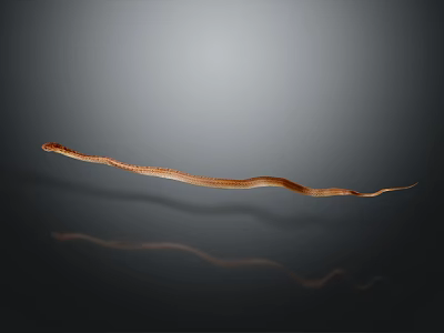 Slender Brown Snake Curved on Dark Background with Visible Reflection in Minimalist Scene 3d model