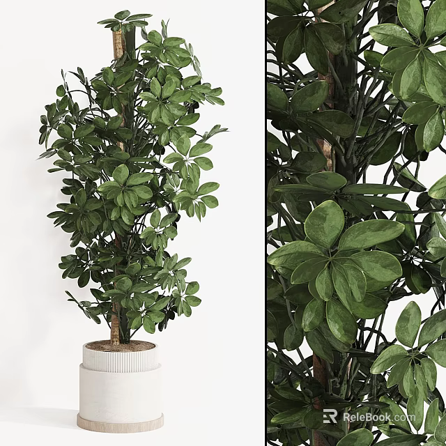 Indoor Lush Potted Umbrella Plant with Vibrant Green Glossy Leaves in White Ceramic Pot 3d model 