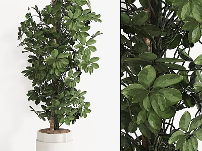 Indoor Lush Potted Umbrella Plant with Vibrant Green Glossy Leaves in White Ceramic Pot 3d model