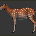 Realistic Orange Deer With White Spots Standing On Dark Reflective Surface 3d model