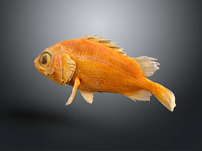 Vibrant Orange Fish With Unique Body Structure And Detailed Fins Isolated On Gray Background 3d model