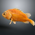 Vibrant Orange Fish With Unique Body Structure And Detailed Fins Isolated On Gray Background