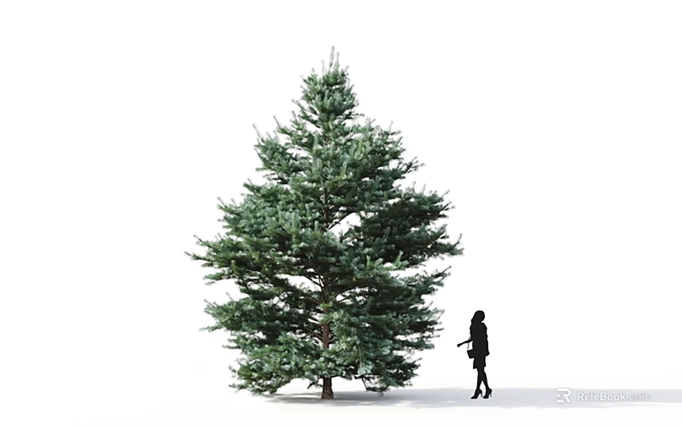 Tall Evergreen Tree With Lush Green Foliage And Woman Silhouette Standing Beside 3d model 