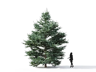 Tall Evergreen Tree With Lush Green Foliage And Woman Silhouette Standing Beside 3d model