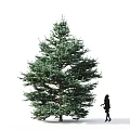 Tall Evergreen Tree With Lush Green Foliage And Woman Silhouette Standing Beside