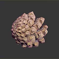 Close Up View Of Natural Pine Cone From Evergreen Tree With Brown Scales