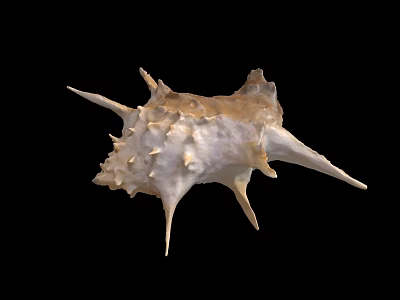 Beautiful Spiky Natural Shell Decoration For Fish Tank Aquarium Setup 3d model