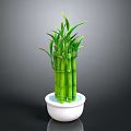Lucky Bamboo Plant with Green Stems Fresh Leaves in White Decorative Pot against Gray Background