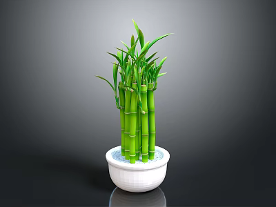 Lucky Bamboo Plant with Green Stems Fresh Leaves in White Decorative Pot against Gray Background 3d model