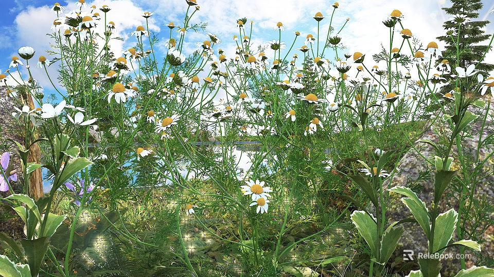 Blooming Small White And Yellow Flowers With Green Stems And Leaves In Sunlit Grassland 3d model 