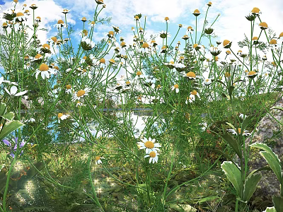 Blooming Small White And Yellow Flowers With Green Stems And Leaves In Sunlit Grassland 3d model